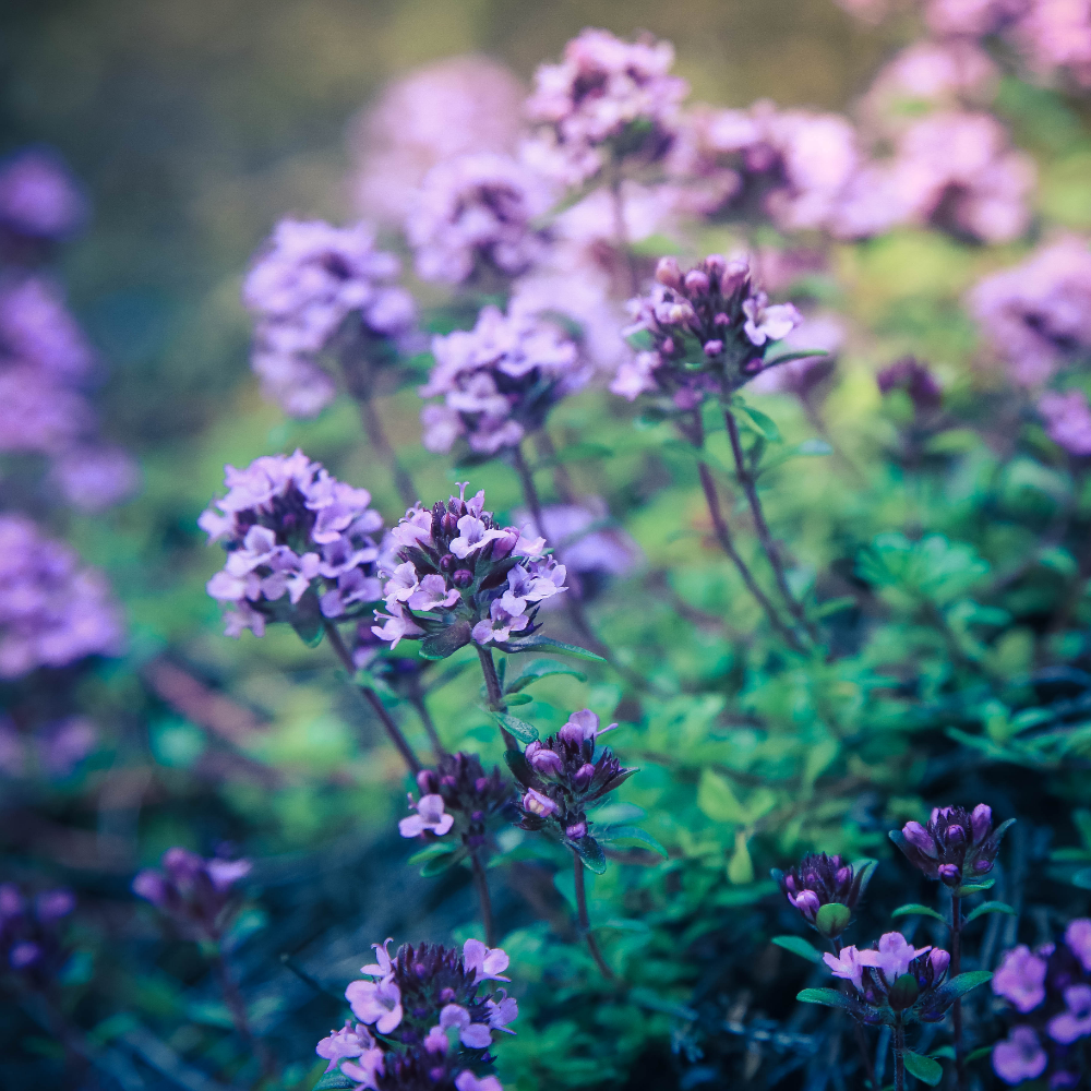 NatureNest | Kruiptijm Purple Beauty set van 3 | Thymus praecox 'Purple Beauty' | Laagblijvende bodembedekker voor zonnige plek