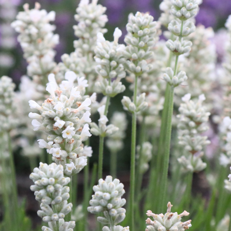 12 Witte lavendel planten - Lavendel angustifolia Edelweiss