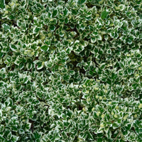 3 Kardinaalsmuts Planten ‘wit of geel’ Ø9 cm ↕15 cm