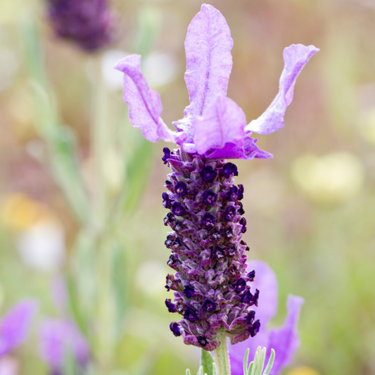 Set van 3 Franse lavendelplanten in sierpot 'Deluxe' | 3 x Ø12 cm - ↕25 cm