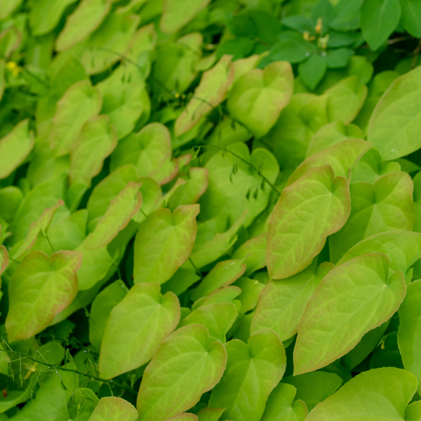 Epimedium rubrum (Elfenbloem) set van 3, Winterharde bodembedekker voor halfschaduw
