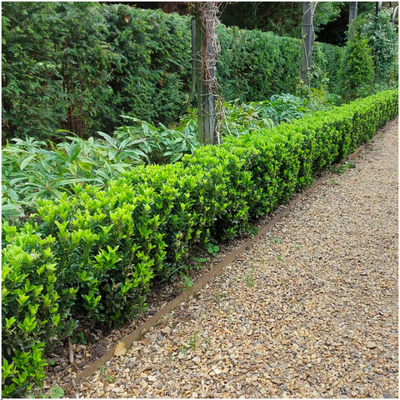 12 Groene Kardinaalsmuts Haagplanten | Euonymus japonicus 'Green Spire'