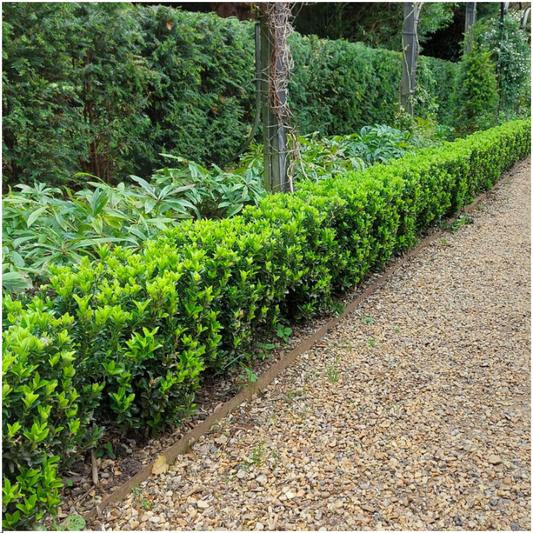 12 Groene Kardinaalsmuts Haagplanten | Euonymus japonicus 'Green Spire'