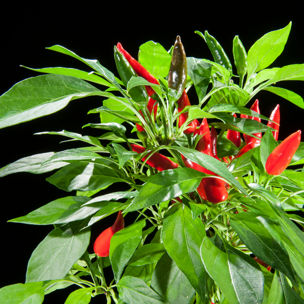 1 Hot Chili peper plant Ø14 cm ↕40 cm