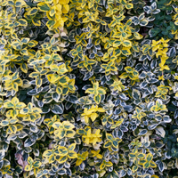 Euonymus Fortunei (Kardinaalsmuts) - Bonte Mix