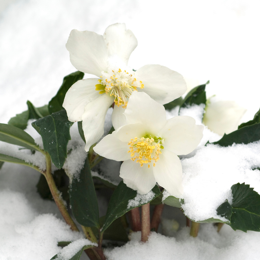 Set van 6 kerstroos planten | 6x Helleborus niger 'Christmas Carol' | Ø7 cm ↕15 cm
