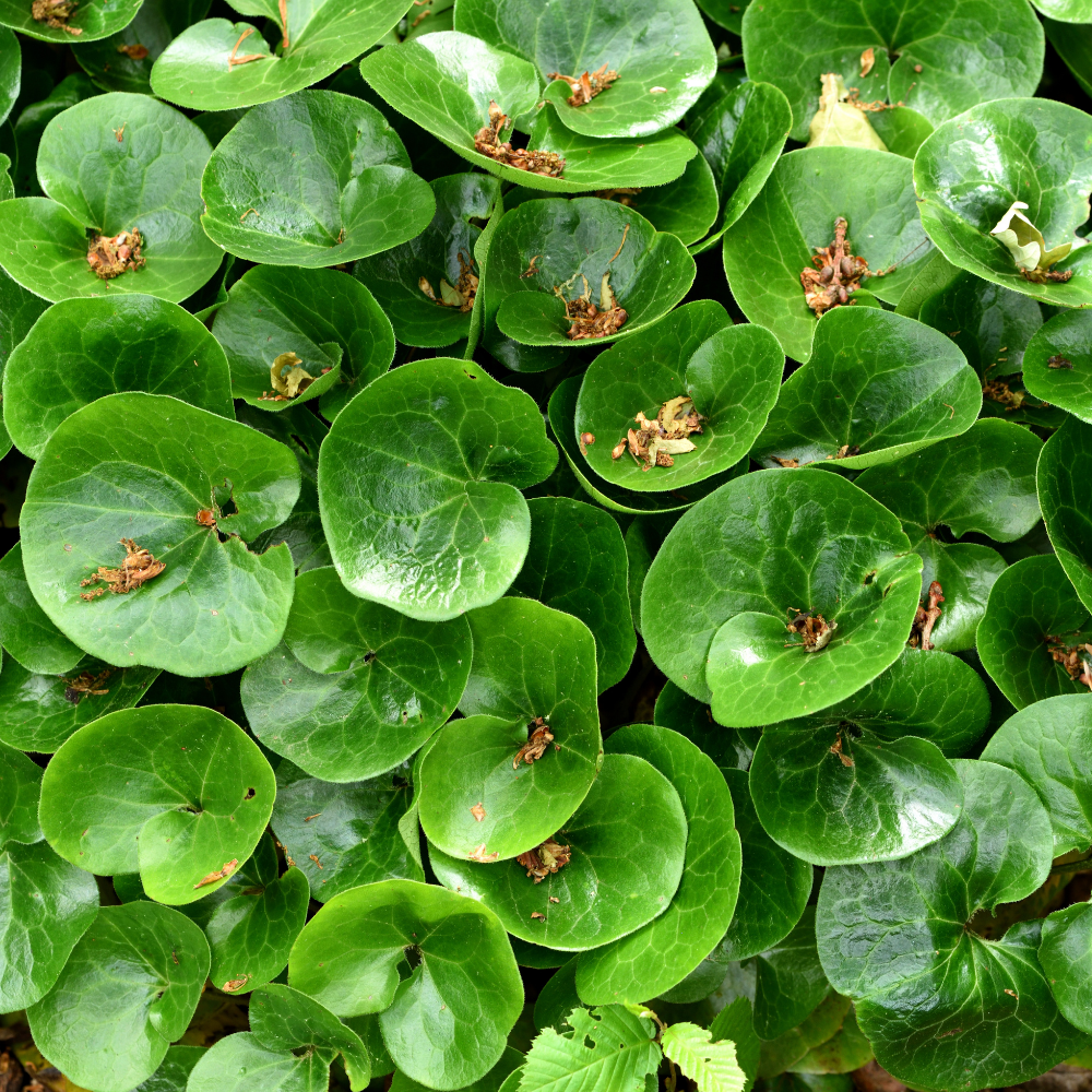 Asarum europaeum (Europese wilde gember), set van 3, bodembedekkers