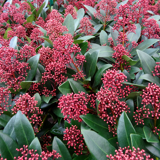 Set van 3 Skimmia Rubella