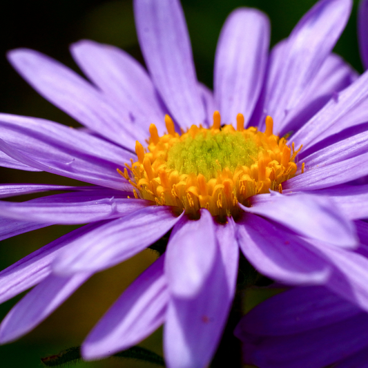6 Asterplanten | Aster ageratoides 'Asran' | Tuinplanten | Planten