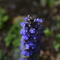 3 Kruipend Zenegroen Planten ‘Ajuga reptans’ Ø9 cm ↕15 cm