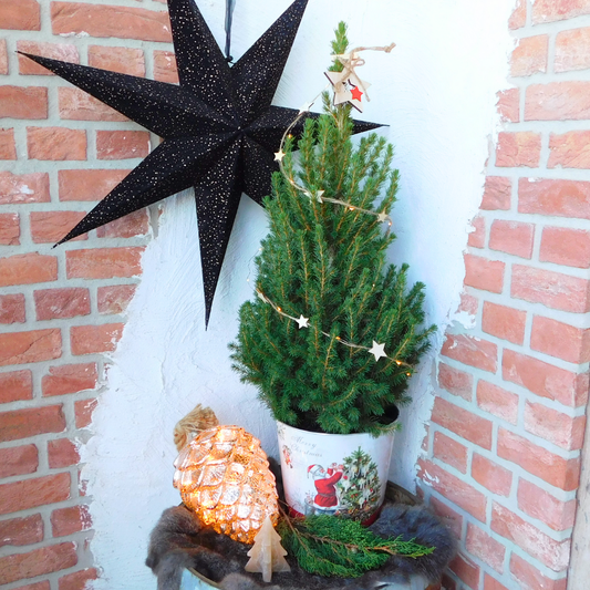 Kerstboom met verlichting 'Starlight' in Kerstman pot | 19 cm Ø | 60 cm ↕