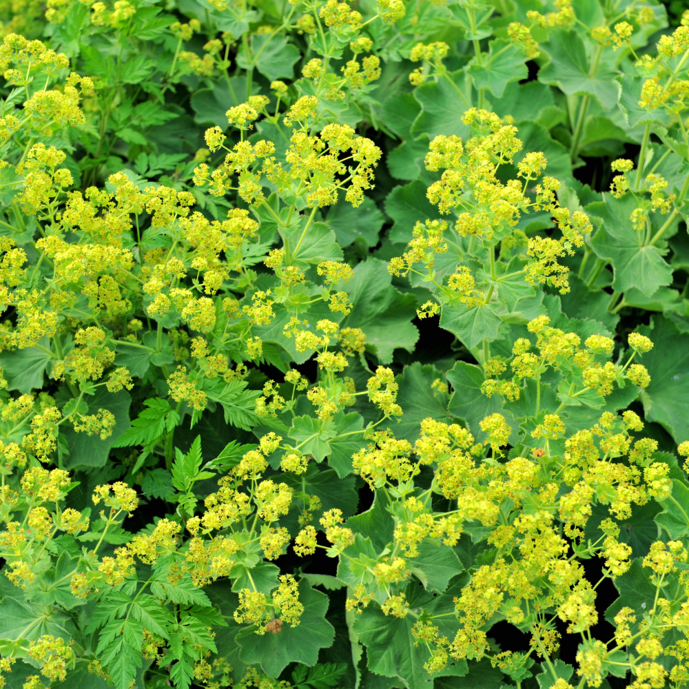 3 Vrouwenmantel Planten ‘Alchemilla mollis’ Ø9 cm ↕15 cm