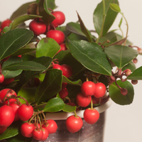 Set of 3 Mountain Tea Plants | 3x Gaultheria procumbens Big Berry Ø 12 cm ↕ 20 cm