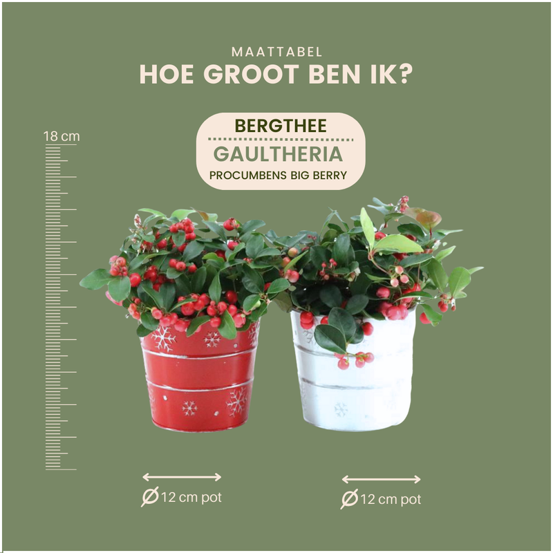 Gaultheria 'Big Berry'® en Zinc X-mas Duo - juego de 2 piezas