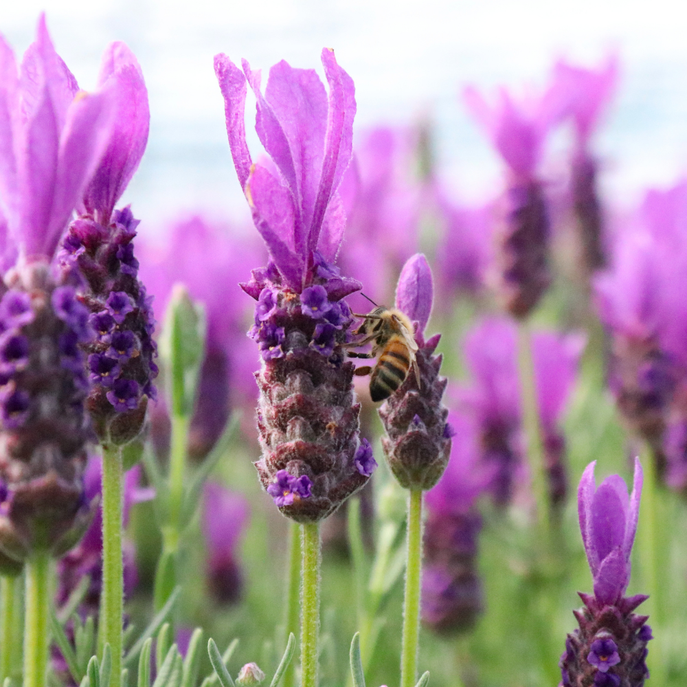Set of 6 French lavender plants | 6 x Ø12 cm ↕25 cm | Lavandula stoechas Anouk