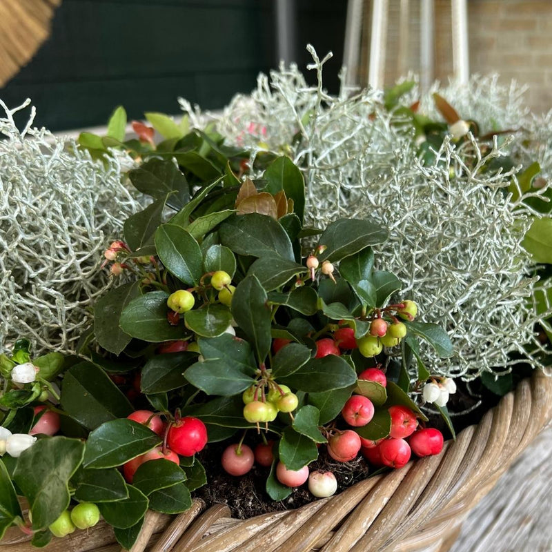 Big Berry & Silver Bush mix of 3 plants per species