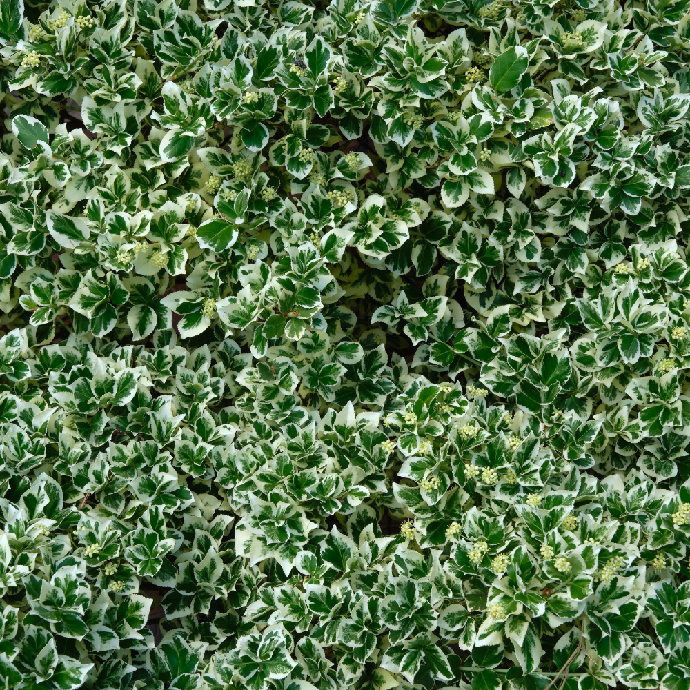 Euonymus Fortunei (Kardinaalsmuts) - Bonte Mix