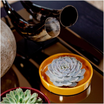 Echte Succulent Lila in gele keramiek schaal - Ø12-14 cm ↕5 cm - 1x Echeveria Lilacina - vetplant