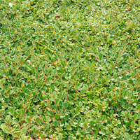 3 Dwergmispel Planten ‘Cotoneaster dammeri’ Ø9 cm ↕15 cm