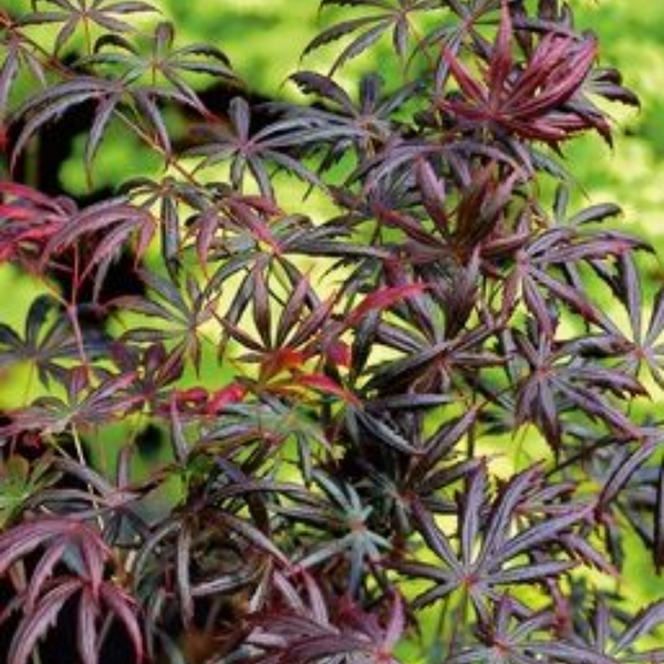 Acer palmatum Trompenburg (Japanse Esdoorn) Diep ingesneden blad met opstaande lobben