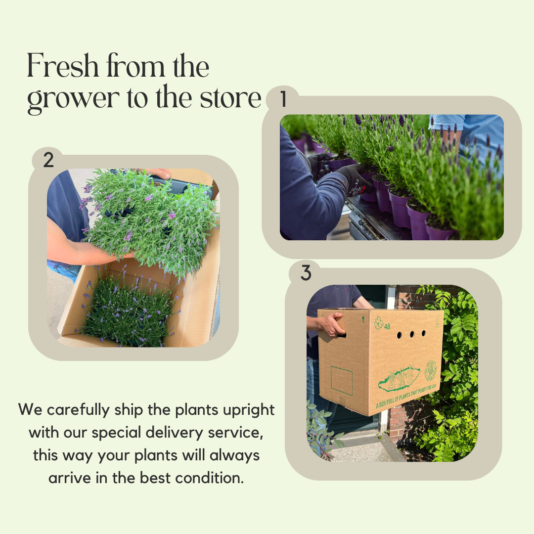 Set of 6 Hardy Lavender Plants | 6 x Ø12 cm ↕30 cm | Lavendula ang. Felice