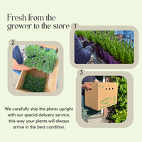 Set of 6 Hardy Lavender Plants | 6 x Ø12 cm ↕30 cm | Lavendula ang. Felice