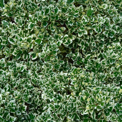 3 Bonte Kardinaalsmuts Planten | Euonymus 'Emerald 'n Gaity' | Tuinplanten