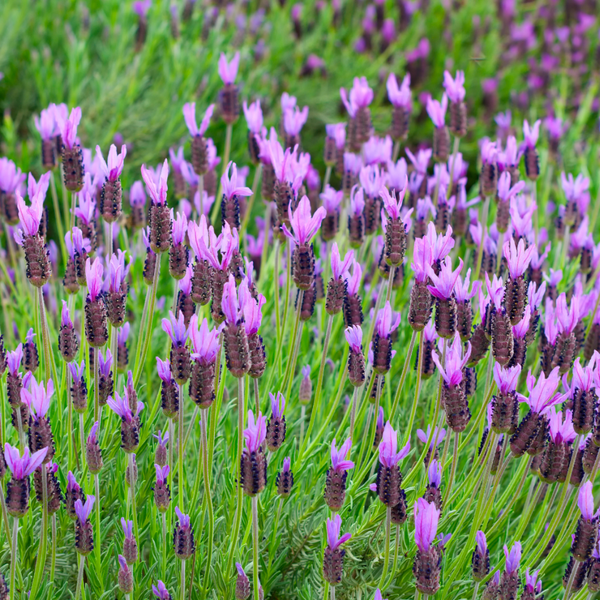Lavandula Stoechas (Franse Lavendel) op Stam - Set van 2