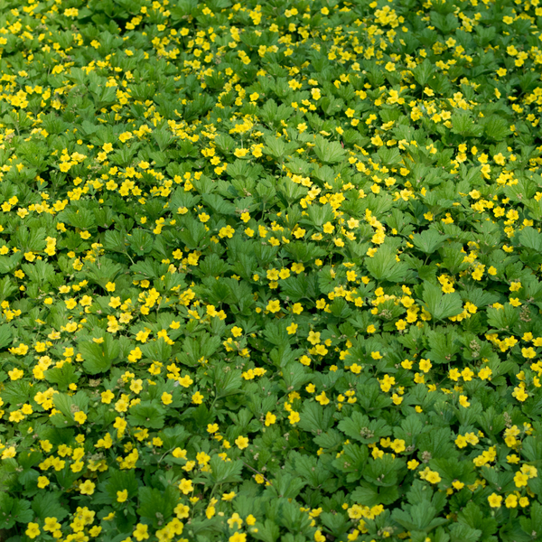 3 Golden Strawberry Plants | Waldsteinia ternata | Garden Plants | Plants