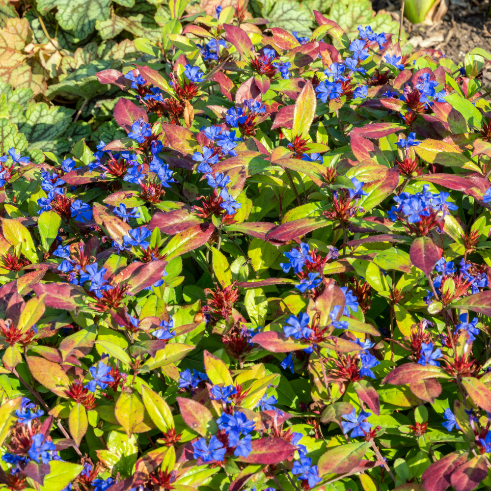3 Loodkruid Planten ‘Ceratostigma plumbaginoides’ Ø9 cm ↕15 cm