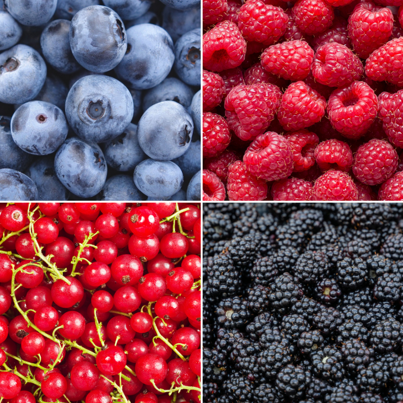 "Vruchtenparadijs" BIO Fruitplanten mix set van 4 verschillende soorten | 100% Biologisch gekweekt