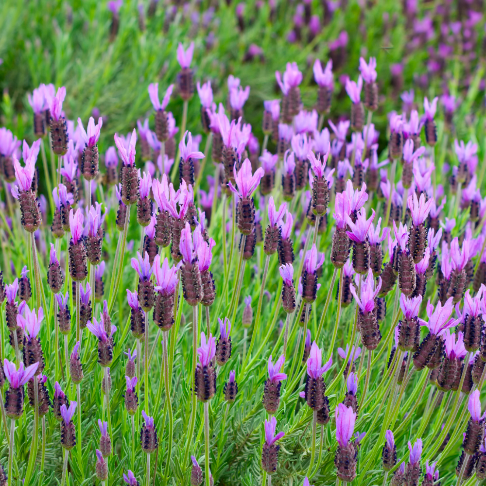 Set of 2 French lavender plants on stem in decorative pot 'Deluxe' | 2 x Ø15 cm - ↕50 cm