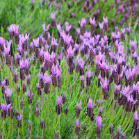 Set of 2 French lavender plants on stem in decorative pot 'Deluxe' | 2 x Ø15 cm - ↕50 cm