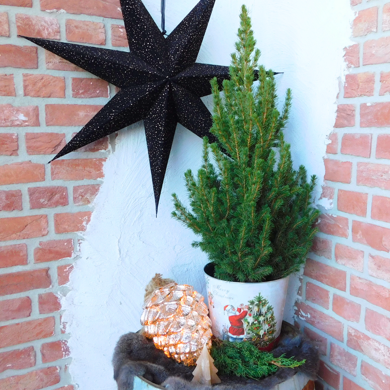 Kerstboom in Kerstman pot | 1x Picea Conica 'December' | 19 cm Ø | 60 cm ↕