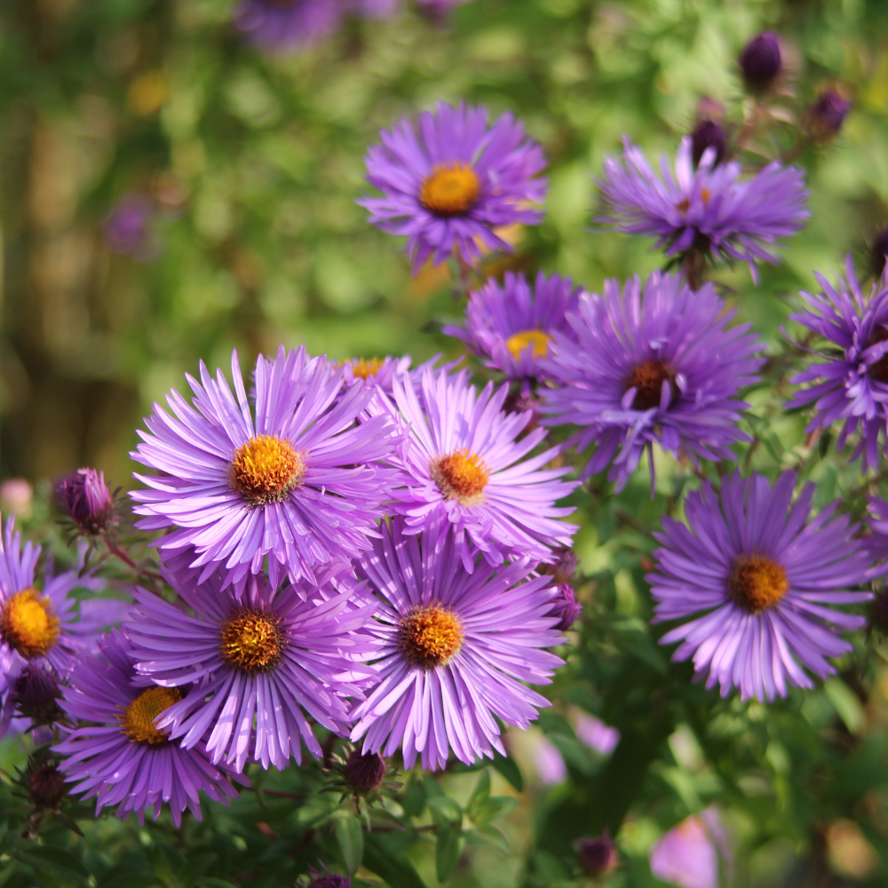 Aster Ageratoides 'Asran'