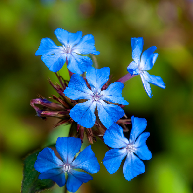 3 loodkruid planten | Ceratostigma plumbaginoides | Tuinplanten | Planten