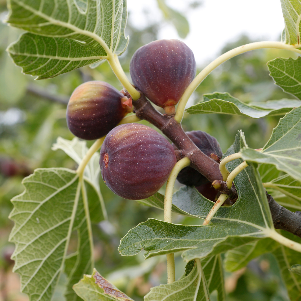 3 Fig Tree Plants | 100% Organic Fruit Plants | Hardy Fig Trees