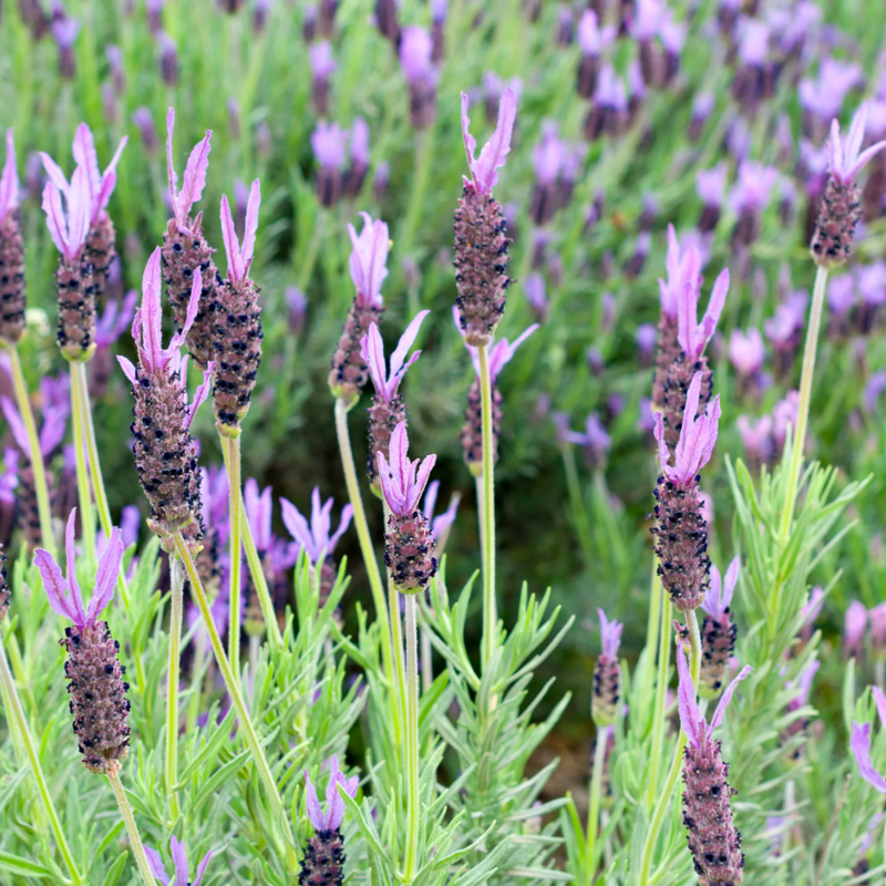 Set van 6 Franse lavendel planten | 6 x Ø12 cm ↕25 cm | Lavandula stoechas Anouk