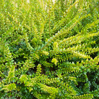 3 Struikkamperfoelie Planten ‘Lonicera nitida Maigrün’ Ø9 cm ↕15 cm