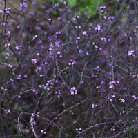 Wilde Natuurborder set van 12, 24, 48, 60 of 120 planten