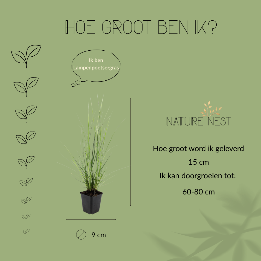 Pennisetum Alopecuroides 'Hameln'