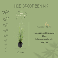 Pennisetum Alopecuroides 'Hameln'