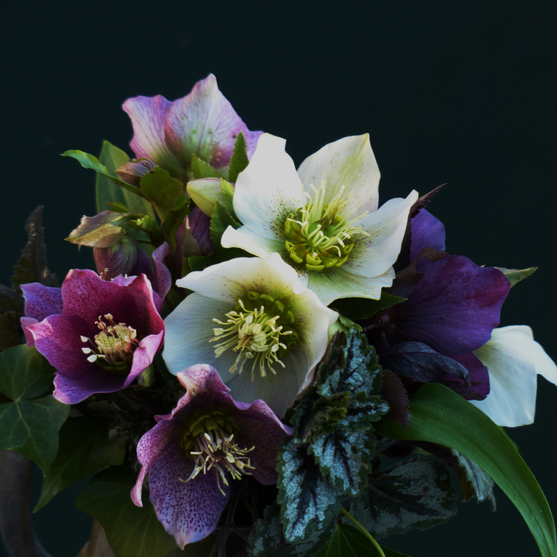 Set van 3 Kerstroos Specials mix | 3x Helleborus Orientalis | 15 cm Ø | 25 cm ↕