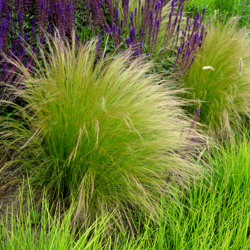 6 Federgras planten | Stipa tenuissima 'Ponytails' | Tuinplanten | Planten