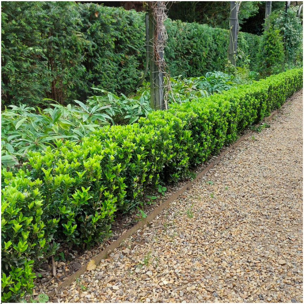 Set mit 6 Euonymus japonicus 'Green Spire' (Buchsbaumersatz) Pflanzen