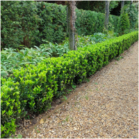 Set mit 6 Euonymus japonicus 'Green Spire' (Buchsbaumersatz) Pflanzen