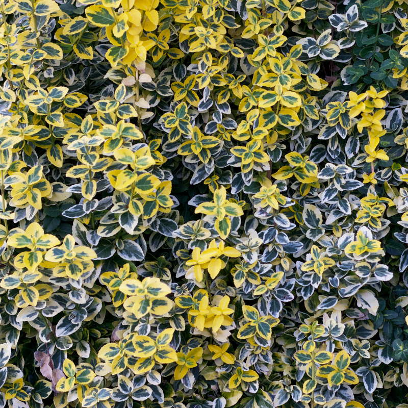 6 Gele Kardinaalsmuts Planten | Euonymus 'Emerald 'n Gold' | Tuinplanten | Planten