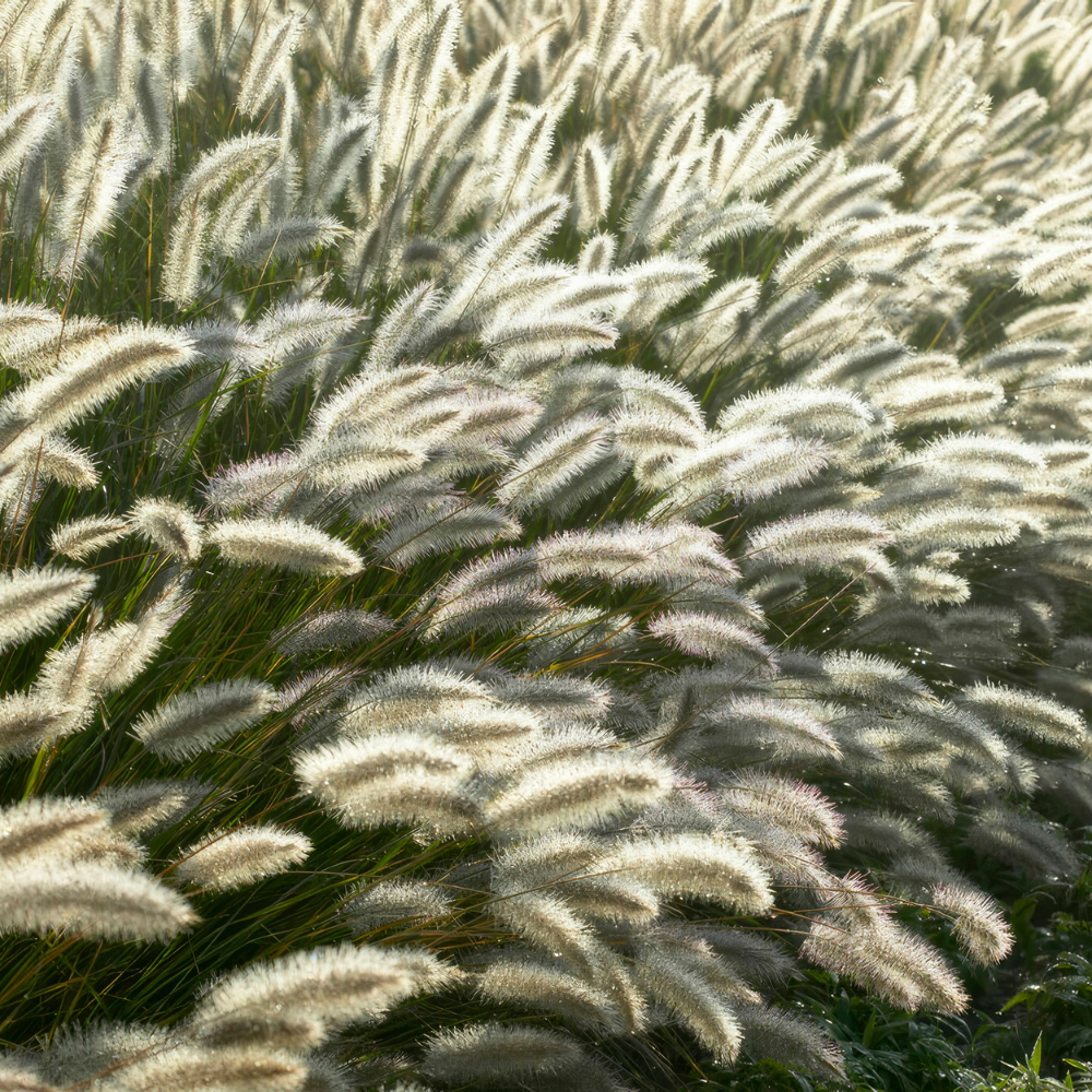 12 Lampenpoetsergras Planten | Pennisetum alopecuroides 'Hameln' | Tuinplanten