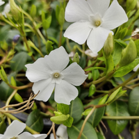 3 Witte Maagdenpalm Planten ‘Vinca minor Alba’ Ø9 cm ↕15 cm