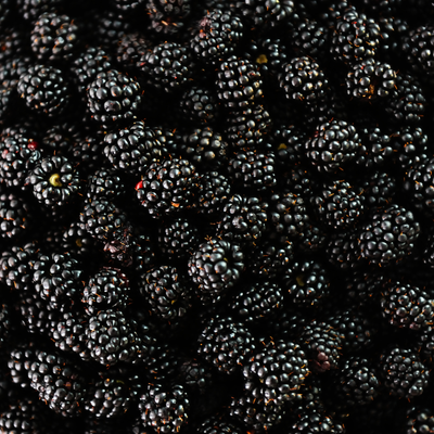 3 Bramenplanten | 100% Biologische Fruitplanten | Bramen | Tuinplanten